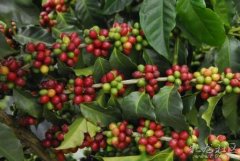 The three major agricultural products exported by Colombia in 2016 are coffee, flowers and bananas.