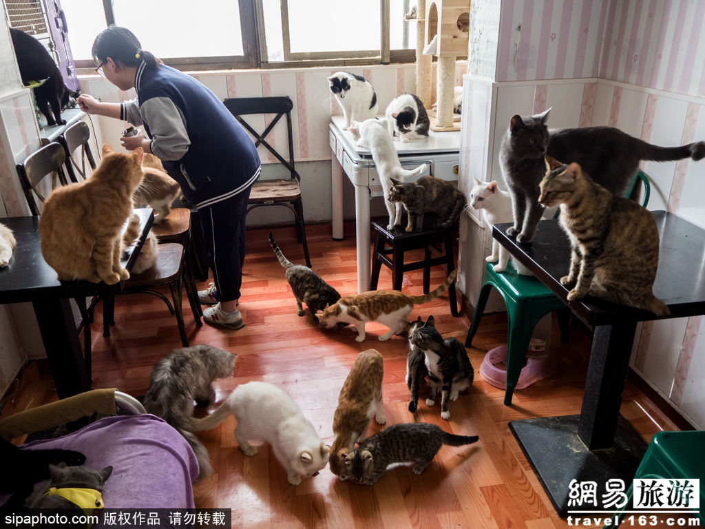 What's the experience of having 60 cats in a cafe?