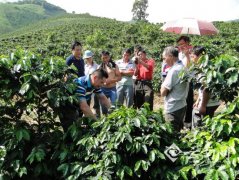 Dehong Hougu Coffee Industry Poverty Alleviation Makes Enterprises and Farmers Win-win