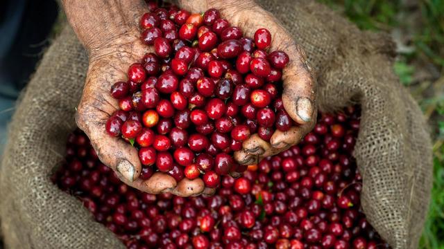 [coffee Encyclopedia] teaches you to tell the good from the bad of coffee beans