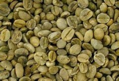 A brief introduction to the history and culture of the origin and development of glossy African Kenyan boutique coffee beans