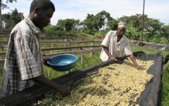 Sunlight Ethiopia Danqi Dream NinetyPlus Ninety +LevelUp Fine Coffee Bean Varieties Planting Market Price