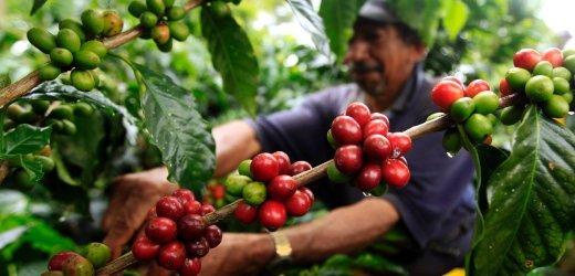 What is Arabica coffee? Evolution and Improvement of Arabica Coffee Species