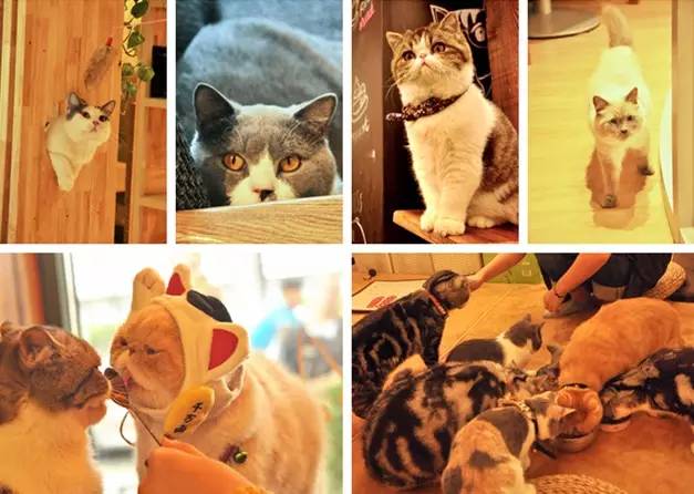Beijing Cat themed Coffee Shop | Cat delicacies are available.