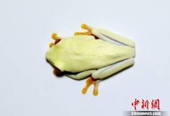 Beijing intercepts live tree frogs from inbound parcels from the United States: declared as 