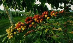 Theoretical study, from coffee tree to coffee