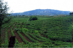 HIU micro-batch spring manor in Minas, Brazil, the planting situation of yellow Kaduai in spring