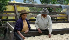 Panama Flint Manor Honey treatment Kaduai SHB Fine Coffee beans Grinding degree roasting degree treatment