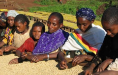 Ethiopia washed sidamo sidamo G 2 fine coffee beans origin development history and culture introduction