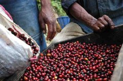 Ethiopia washed Sidamo sidamoG2 boutique coffee beans planting situation, geographical location, climate and altitude