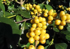 Flavor and flavor characteristics of fine coffee beans washed with water in Santa Rita Manor Santa Rita, El Salvador