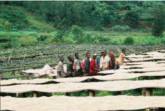 Cultivation of boutique coffee beans grown in sunburn bourbon, Burundikayanza, Burundi