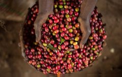 Cultivation of TOP pearl round beans PB boutique coffee beans in Kaili, Kenya, geographical location, climate sea