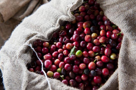 Steal the branches and hide the coffee beans in the flowers for your lover. Coffee goes to the world like this!