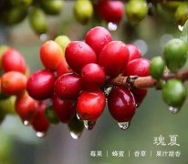 Panamanian Jade Manor Rosa Blue Standard washing Fine Coffee beans Grinding degree treatment method