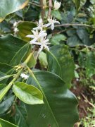 Planting situation of fine coffee beans in Baoshan, Huaguo Mountain, Yunnan Province