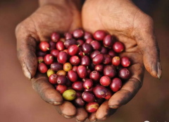 Ethiopia washes Sidamo G1 Shakiso shakisso boutique coffee beans planting situation, geographical location and climate