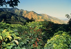 A brief introduction to the History and Culture of the Origin and Development of Costa Rican Yelsa Rocadura Fine Coffee Bean