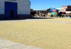 Characteristics of flavor and aroma of fine coffee beans after washing iron in Lake Titicaca, Bolivia