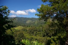 A brief introduction to the history and culture of the origin and development of red bourbon treated with honey from Jim Molina Manor in Nicaragua