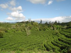 Brief introduction to the Market Price of SHB Kaddura Fine Coffee Bean varieties in Ireta Manor, Panama
