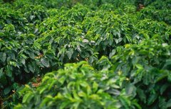 A brief introduction to the History and Culture of the Origin and Development of Water-washed bourbon Fine Coffee beans in Muxiuyi treatment Plant, Rwanda