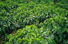 Cultivation of water-washed bourbon boutique coffee beans at Musuyi treatment plant, Rwanda, geographical location, climate, altitude