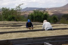 Cultivation of fine washed coffee beans in St. Roman, Tara, Costa Rica, geographical location, climate, altitude