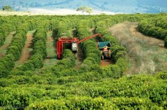 Cultivation of semi-sunburn bourbon boutique coffee beans in South Minas, Brazil geographical location, climate, altitude is simple.