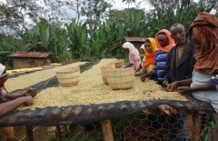 Stories and allusions of washing bourbon boutique coffee beans at the Musui treatment plant in Rwanda