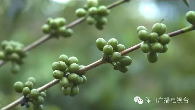 Probe into the Origin of Yunnan Fine Coffee Bean Fanqizuo Old Variety Baoshan Lujiangba small-grain Fine Coffee