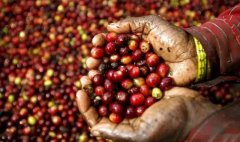 Coffee knowledge | African Coffee Ⅲ