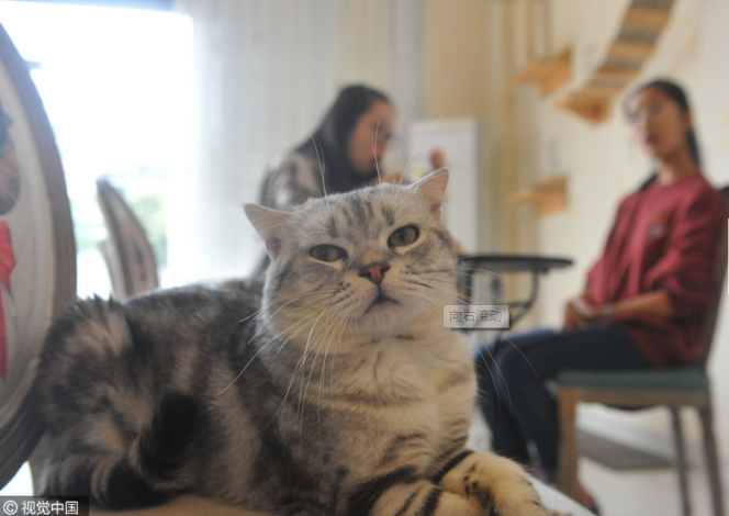 Cute Cat-- A Cat Cafe opened by Hangzhou University students