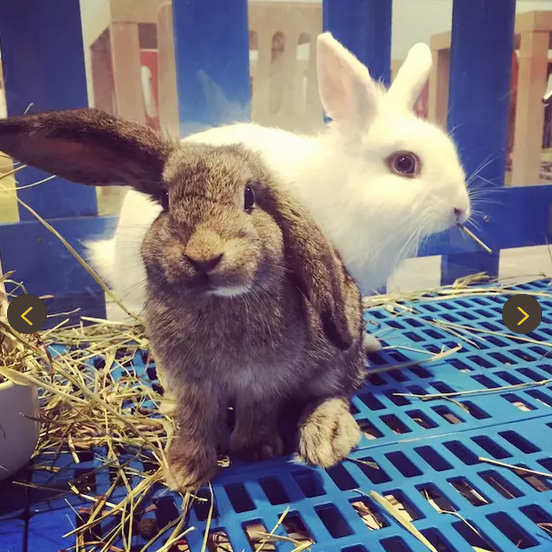 The first lovely rabbit Cafe in Hong Kong