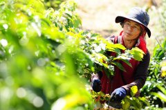 A 23-year-old Thai youth with no money and no power brings coffee beans all over the world