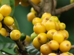 Suggestion on hand-washing parameters of San Pagoda Yellow Bourbon washed Fine Coffee beans in Santa Rita Manor, El Salvador