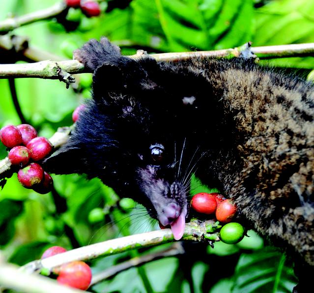 Use bacterial chemistry instead of cat shit to make more delicious coffee.