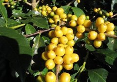 Brazil Queen Morgiana Estate Sun-baked COE Fine Coffee Bean Flavor Characteristics, Origin and Brewing Ginseng