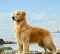 Taiwanese man keeps his promise to sell coffee around the island with a picture of his pet dog.