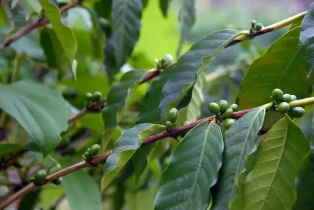 Practical information | Coffee genealogy collation