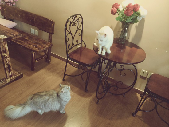 Why do you like cafes with cats and surpass Wang Xingren in cafes?