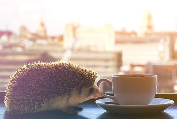 The new mode of operation of the coffee shop, the hedgehog cafe, which does not sell food, but also sells hedgehogs
