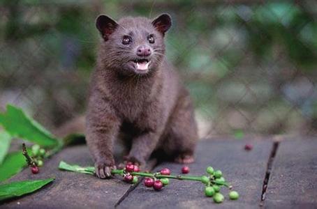 The price of cat shit coffee beans, why can cat shit coffee beans be so expensive?