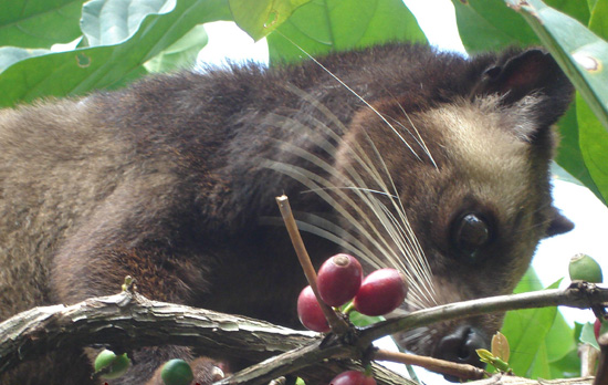 How to deal with cat poop coffee beans and the precautions when drinking cat poop coffee beans