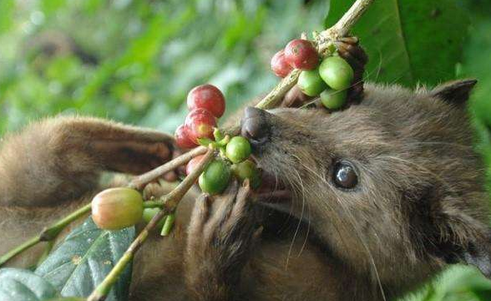 What is the cat of the Kopi Luwak? introduction to the civet.