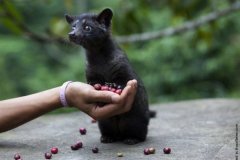 The Kopi Luwak Initiative will be the future Rogers Park of Chicago.