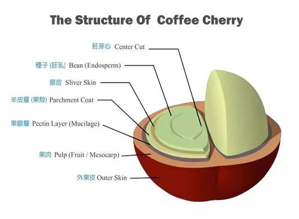 Practical information | decrypt the transformation process from coffee beans to coffee drinks