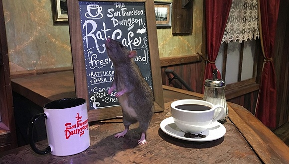 The way this cafe attracts customers is to release a bunch of rats