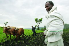 Introduction to the History of planting and Development of Maraka Dula Coffee varieties in Nicaragua