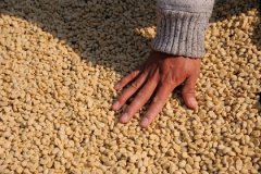 The export price of Guatemalan coffee increased by 11.8%